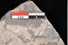 Foto (Detailansicht) von Cunninghamites sternbergii Ettingshausen (NHMW-GEO-2024-0188-10584)